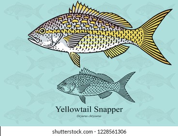 Yellowtail Snapper, Rubia. Vector illustration with refined details and optimized stroke that allows the image to be used in small sizes (in packaging design, decoration, educational graphics, etc.)