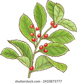 Yerba Mate Branch Colored Detailed Illustration.