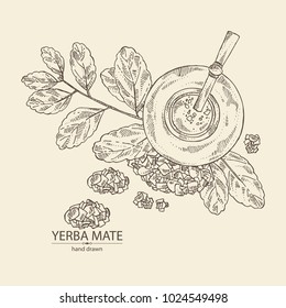 Yerba mate: drink mate, bomber, calabash, and mate branch and leaves. Vector hand drawn illustration.