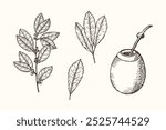 Yerba mate hand drawn engraved set on isolated background. Vector botanical illustration of tea branch with leaves, pumpkin calabash, fruits. For logo, label, card, print. Food, drink, medical plants