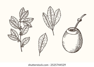 Yerba mate dibujado a mano grabado conjunto sobre fondo aislado. Vector ilustración botánica de la rama de té con hojas, calabaza, frutas. Para el logotipo, etiqueta, tarjeta, impresión. Alimentos, bebidas, plantas medicinales