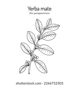 Yerba mate Ilex paraguariensis, medicinal plant. Hand drawn botanical vector illustration