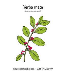 Yerba mate Ilex paraguariensis, medicinal plant. Hand drawn botanical vector illustration