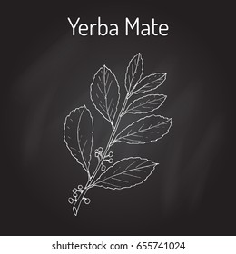 Yerba mate (Ilex paraguariensis), medicinal plant. Hand drawn botanical vector illustration