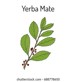 Yerba mate (Ilex paraguariensis), medicinal plant. Hand drawn botanical vector illustration
