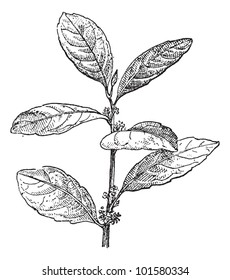 Yerba Mate or Ilex paraguariensis, vintage engraved illustration. Dictionary of Words and Things - Larive and Fleury - 1895