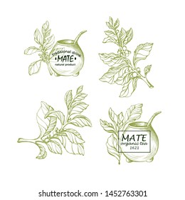 Yerba mate. National traditional beverage. Natural herbal tea with metal straw from calabash gourd. Set of symbols, vintage sign. Botanical plant, branch, leaf, flower. Vector hand drawn illustration 