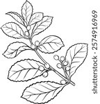 yerba mate vector isolated outline illustration