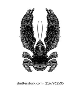 Yeti Crab Hand Drawing Vector Illustration Stock Vector (Royalty Free