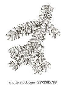 Yew tree branch hand drawn vector