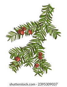 Yew tree branch hand drawn vector