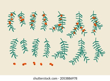 Yew tree branches with berries. Christmas symbol great for Christmas wreaths and arrangements. Vector drawing isolated. 