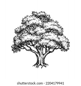 Yew tree ink sketch. Hand drawn vector illustration isolated on white background. Vintage style.