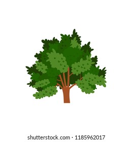 Yew tree isolated on white background. Vector cartoon illustration sapling for forest landscape. Environment elements in flat style