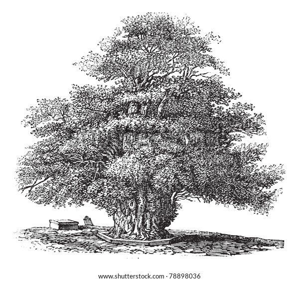 Yew tree or Taxus baccata or English Yew or\
European Yew or Darley Yew at St. Helens church in Darley,\
Derbyshire, England, during the 1890s, vintage engraving. Trousset\
encyclopedia (1886 - 1891)
