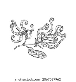 Ylang Ylang Blooming Flower Image In Hand Drawn Engraving Style. Ylang Ylang Plant Decorative Hand Drawing, Vector Illustration Isolated On White Background.