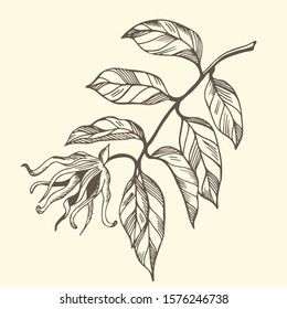 Ylang ylang branch and flowers on yellow background. Hand drawn botanical illustration with contour lines in vector. Monochrome floral elements for textile and wallpaper.