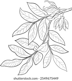 Ylang Ylang Branch Outline Illustration