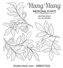 ylang ylang branches vector set on white background