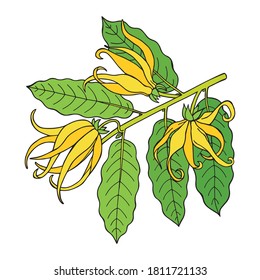 Ylang ylang or cananga odorata.  Yellow flower with green leaves. Vector drawing  vintage illustration isolated on white background. 