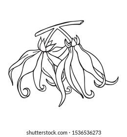 Ylang Ylang Flower. Hand Drawn Outline. Vector Illustration.