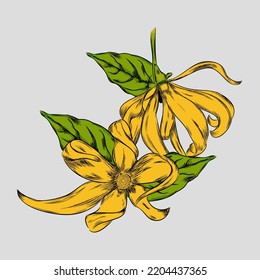 Ylang Ylang Flower Hand Drawn Vector Illustration