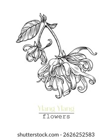 Ylang Ylang flower. Vector botanical illustration for design logo, cosmetic, perfumery, package, branding. Hand drawn sketch, black and white graphics element. Medicinal plant