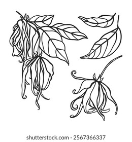 Ylang ylang flowers hand drawn illustration set. Isolated illustration of aromatic plant. Beauty and spa, cosmetic, perfumery ingredient