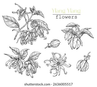 Ylang Ylang flowers. Set Hand drawn vintage engraved elements, black and white graphics sketch.Vector botanical illustration for design logo, cosmetics, perfumery, package, branding