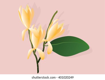ylang ylang flowers ,White champaka flowers ,yellow flower  aroma for background or object,vector illustration