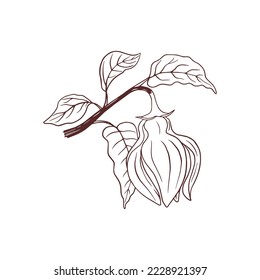 Ylang ylang, hand drawn illustration of medical flower.
