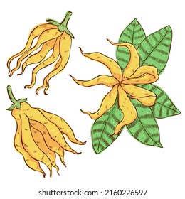 Ilustración vectorial dibujada a mano por Ylang Ylang. Dibujo floral de Ylang. Buena aromaterapia. Fondo blanco.