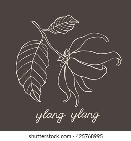 Ylang Ylang hand drawn vector illustration. Ylang flower sketch. Good for aromatherapy.