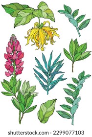 ylang ylang and lupine flowers and leaves vector clip art, set of botanical illustrations. Yellow wild flowers with green leave