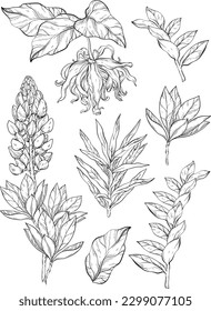 ylang ylang and lupine flowers and leaves vector clip art, set of botanical illustrations. Black and white wild flowers with green leave