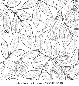 ylang ylang pattern on white background