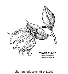 Ylang ylang vector drawing. Isolated vintage  illustration of medical flower. Organic essential oil engraved style sketch. Beauty and spa, cosmetic ingredient. Great for label,  packaging design.