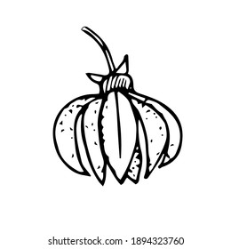 Ylang - ylang, vector illustration, hand drawing sketch