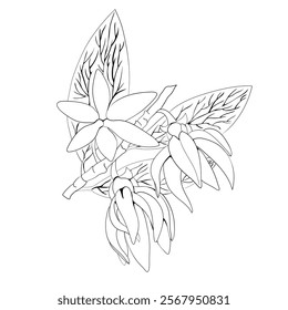 Ylang-Ylang. A base note in perfumery. Plant aromatic oil used to make perfumes. Outline illustration.