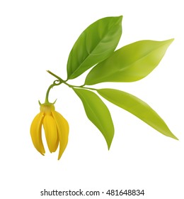 Ylang-ylang flower with leaf isolated on white background,vector illustration