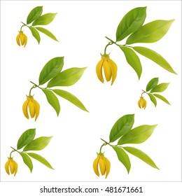 Ylang-ylang flower with leaf pattern on white background,vector illustration