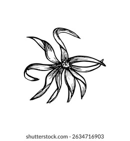 Ylang-ylang flower vintage sketch drawing. Engraved plant illustration for use in wellness, natural cosmetics, culinary herbs, and garden decor. Hand-drawn floral vector clipart isolated on a white