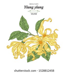 Ylang-ylang Flowers And Leaves. Hand Drawn Branch Ylang Or Cananga Tree Isolated On White Background. Medical Plants Collection. Vector Illustration.