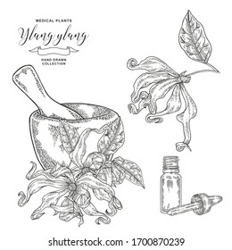 Ylang-ylang flowers and leaves. Hand drawn branch ylang or Cananga tree with mortar and glass bottle of oil. Medical plants collection. Vector illustration engraved.