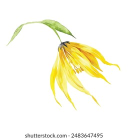 Ylang-ylang yellow tropical flowers and leaves on an isolated white background. Watercolor botanical illustration