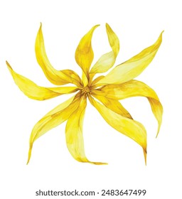 Ylang-ylang yellow tropical flowers and leaves on an isolated white background. Watercolor botanical illustration