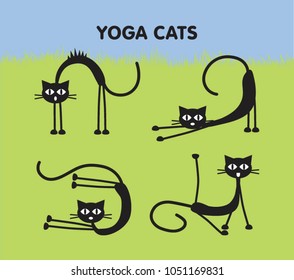 Yoga for cats.