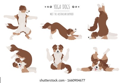 Yoga dogs poses and exercises. Australian shepherd clipart. Vector illustration