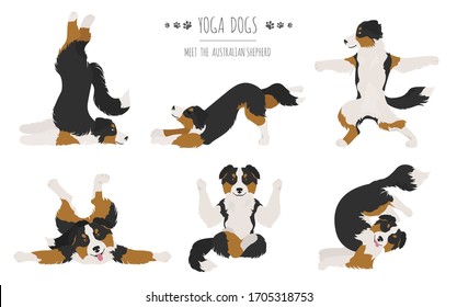 Yoga dogs poses and exercises. Australian shepherd clipart. Vector illustration