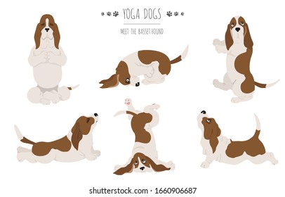 Yoga dogs poses and exercises. Basset hound clipart. Vector illustration